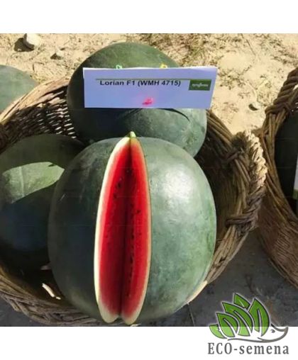 Арбуз Лориан F1 (6-10 кг) Syngenta/Нидерланды 10 шт (zip-пакет)