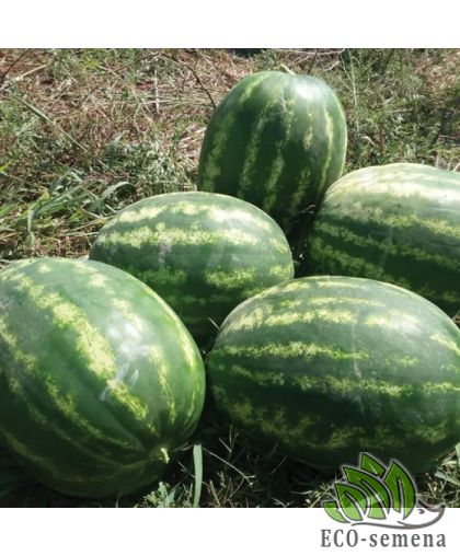 Арбуз Тамерлан (10-14 кг) 10 г Арбуз Тамерлан (10-14 кг) 10 г