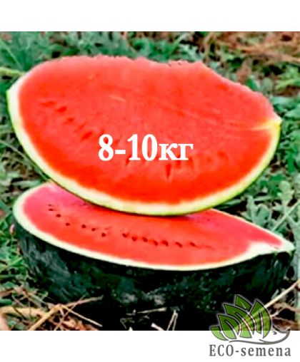 Арбуз Баронеса F1 Rijk Zwaan/Нидерланды 10 шт (zip-paket) Арбуз Баронеса F1 Rijk Zwaan/Нидерланды 10 шт (zip-paket)