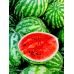 Арбуз Астраханский Gl Seeds 10 г