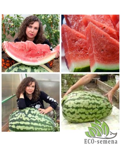 Арбуз Аполлон F1 (15-25 кг) 10 шт