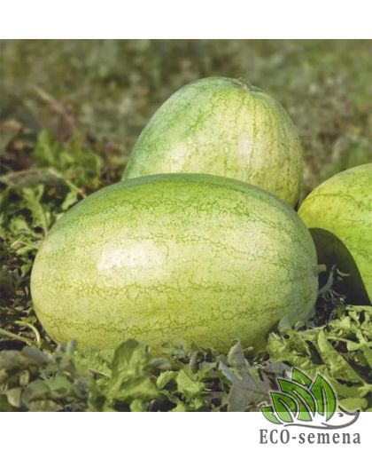 Арбуз Банир F1 (KS 1819) Kitano/Япония 10 шт Арбуз Банир F1 (KS 1819) Kitano/Япония 10 шт