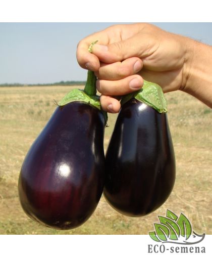 Баклажан Галине F1 Clause/Франция 10 шт (zip-paket) Баклажан Галине F1 Clause/Франция 10 шт (zip-paket)