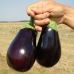 Семена Баклажан Сара F1 Cora Seeds/Италия 10 шт