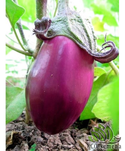 Баклажан Кабанчик 20 шт (zip-paket) Баклажан Кабанчик 20 шт (zip-paket)