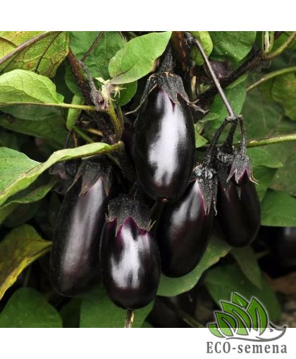 Баклажан Пучковое семейство 10 шт Баклажан Пучковое семейство 10 шт