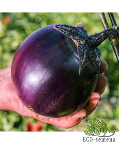 Баклажан Ронде де Валенс GSN-Semences/Франция 0,3 г Баклажан Ронде де Валенс GSN-Semences/Франция 0,3 г