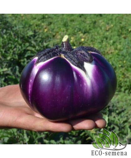 Баклажан Джаз F1 10 шт (zip-paket) Баклажан Джаз F1 10 шт (zip-paket)