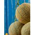 Дыня Карамель 10 шт