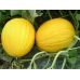 Дыня Наполетано Гиалло Солнечный Март 20 шт