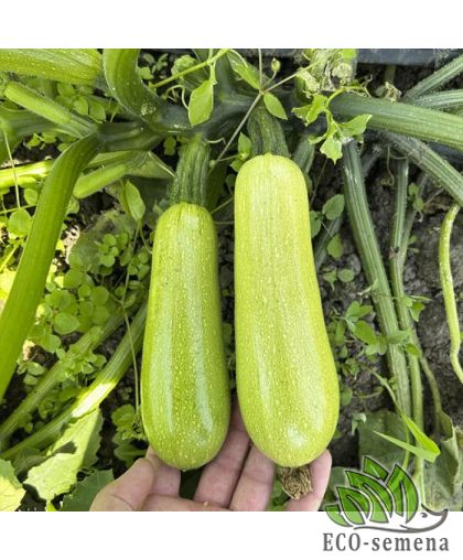 Кабачок Император F1 Sakata/Япония 5 шт