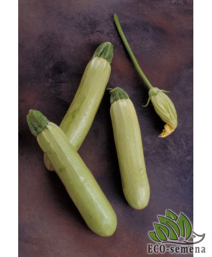 Кабачок Аймаран F1 Nunhems/Нидерланды 5 шт