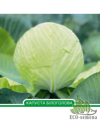 Капуста белокочанная Раменос F1 Hazera/Нидерланды 20 шт