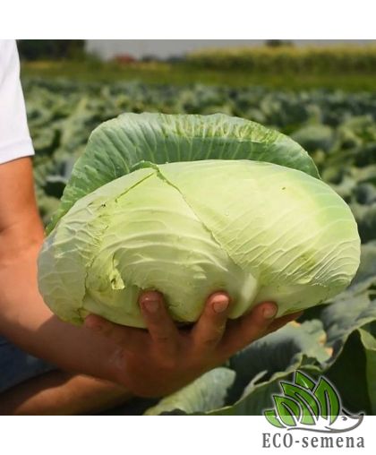Капуста белокачанная Платон F1 20 шт (zip-paket)