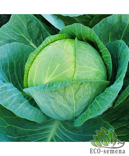 Капуста белокочанная Амтрак F1  Bejo Zaden/Нидерланды 20 шт