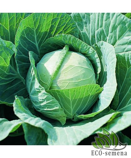 Капуста белокочанная Леннокс F1 Bejo/Нидерланды 20 шт