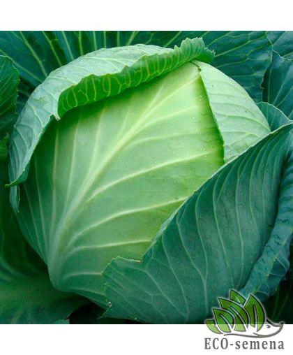 Капуста белокочанная Лион F1 Nickerson Zwaan/Нидерланды 20 шт