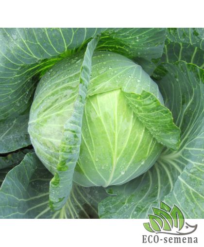 Капуста белокочанная Зенон F1 Syngenta/Нидерланды 20 шт