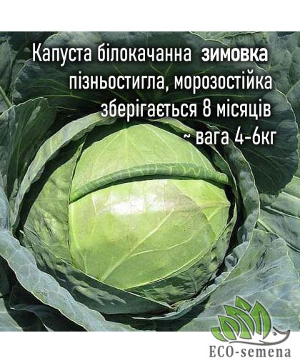 Капуста белокачанная Зимовка 80 шт (zip-paket)