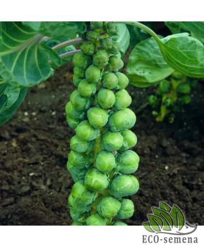 Капуста брюссельская Абакус F1 Syngenta/Нидерланды 10 шт