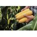 Кукуруза сахарная Тайсон F1 Syngenta/Нидерланды 2 г Кукуруза сахарная Тайсон F1 Syngenta/Нидерланды 2 г
