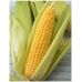 Кукуруза сахарная Багратион F1 GL Seeds 20 г Кукуруза сахарная Багратион F1 GL Seeds 20 г
