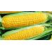 Кукуруза сахарная Дейнерис F1 GL Seeds 20 г Кукуруза сахарная Дейнерис F1 GL Seeds 20 г