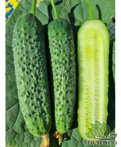  Огурец Фурор F1 букетный Yuksel seeds/Турция 10 шт (zip-paket)