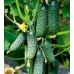 Огурец Седрик F1 Enza Zaden/Нидерланды 10 шт Огурец Седрик F1 Enza Zaden/Нидерланды 10 шт