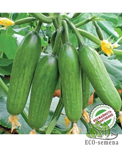 Огурец Супер Бейби F1 Yuksel seeds/Турция 5 шт Огурец Супер Бейби F1 Yuksel seeds/Турция 5 шт