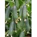  Огурец Каприкорн F1 Yuksel Seeds 10 шт