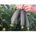  Огурец Каприкорн F1 Yuksel Seeds 10 шт