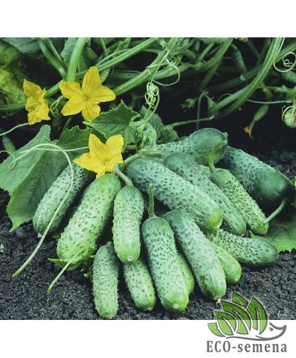 Огурец Пасамонте F1 Syngenta/Нидерланды 10 шт Огурец Пасамонте F1 Syngenta/Нидерланды 10 шт