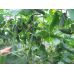 Огурец Сатина F1 Nunhems/Нидерланды 10 шт (zip-paket)