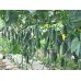 Огурец Лютояр F1 Yuksel Seed/Турция 10 шт Огурец Лютояр F1 Yuksel Seed/Турция 10 шт