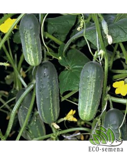 Огурец Акорд F1 Bejo Zaden/Нидерланды 20 шт