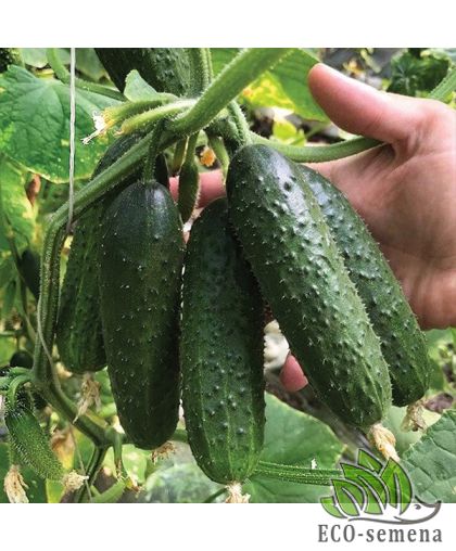  Огурец Илонара F1 Rijk Zwaan/Нидерланды 10 шт