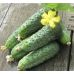Огурец Аристократ F1 (самоолыляемый) 10 шт