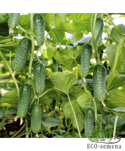 Огурец Арктика F1 100 сем (zip-paket) Огурец Арктика F1 100 сем (zip-paket)