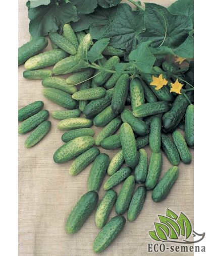 Огурец Атлантис F1 Bejo Zaden/Нидерланды 20 шт