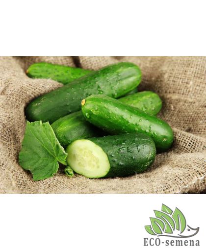 Огурец Гектор F1 Nunhems Zaden/Нидерланды 50 шт