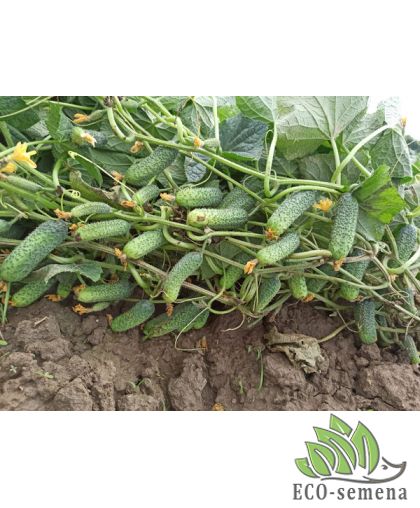 Огурец Диез F1 Rijk Zwaan/Нидерланды 10 шт Огурец Диез F1 Rijk Zwaan/Нидерланды 10 шт