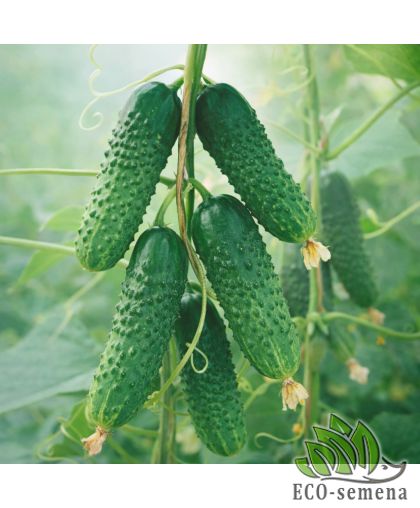 Огурец Мурашка F1 (самоопыляемый) 5 г