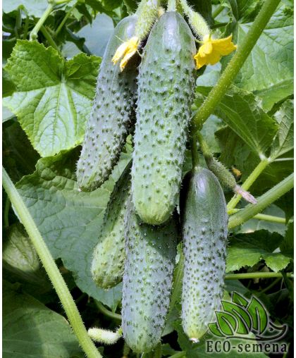 Огурец Зятек F1 (самоопыляемый) 5 г Огурец Зятек F1 (самоопыляемый) 5 г