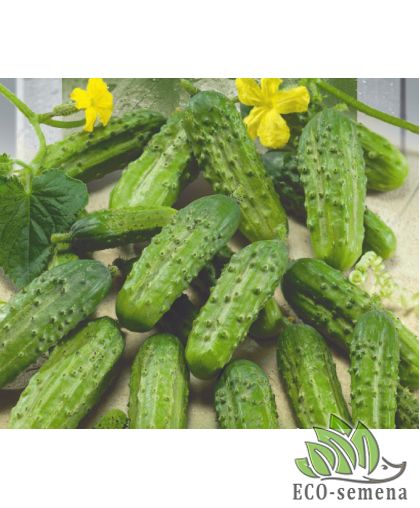 Огурец Корнишон кустовой (пчелоопыляемый) 10 г Огурец Корнишон кустовой (пчелоопыляемый) 10 г