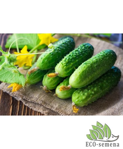 Огурец Голубчик F1 (пчелоопыляемый) 5 г Огурец Голубчик F1 (пчелоопыляемый) 5 г
