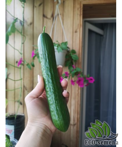 Огурец Мертус F1 Rijk Zwaan/Нидерланды 5 шт (zip-paket) Огурец Мертус F1 Rijk Zwaan/Нидерланды 5 шт (zip-paket)