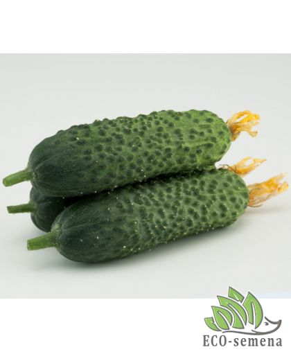 Огурец Директор F1 Nunhems/Нидерланды 10 шт Огурец Директор F1 Nunhems/Нидерланды 10 шт