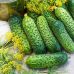 Огурец Бодина F1 (до морозов) Satimex/Германия 50 шт