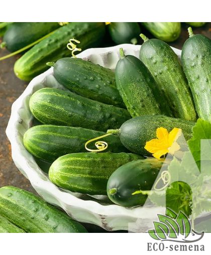 Огурец Роял F1 Clause/Франция 20 шт